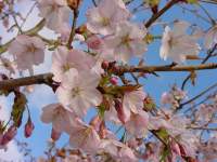 pr serrulata benden.JPG